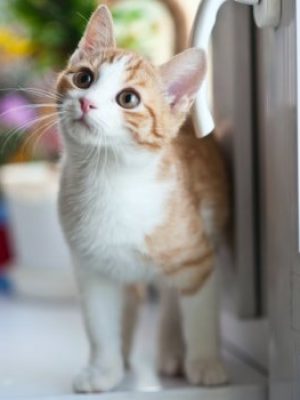 kitty-klumpers-cat-litter-cat-3