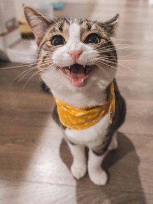 kitty-klumpers-cat-litter-cat