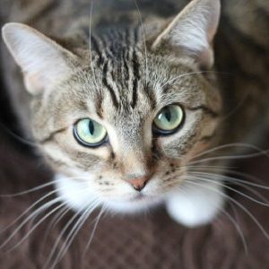 kitty-klumpers-cat-litter-cat-4